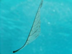 Floating leaf....natural light, nikon coolpix 5400 w/ikel... by Jared Fuller 